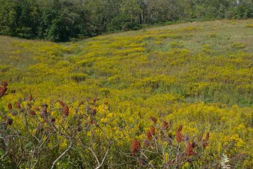 A vibrant field of yellow wildflowers stretches across a green landscape, surrounded by trees in the background.