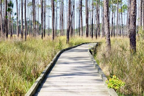 A winding wooden boardwalk through tall grass and pine trees under a clear blue sky.