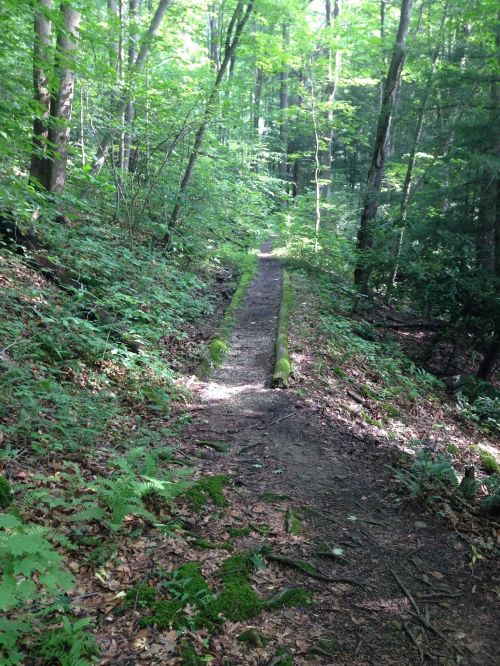 A narrow, winding trail through a lush green forest, surrounded by trees and ferns. Sunlight filters through the leaves.