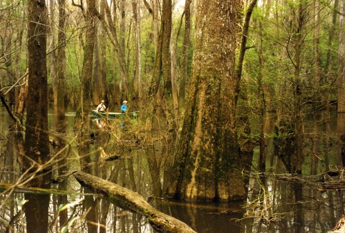 Two people in a canoe navigate through a lush, green swamp with tall trees and still water reflecting the surroundings.