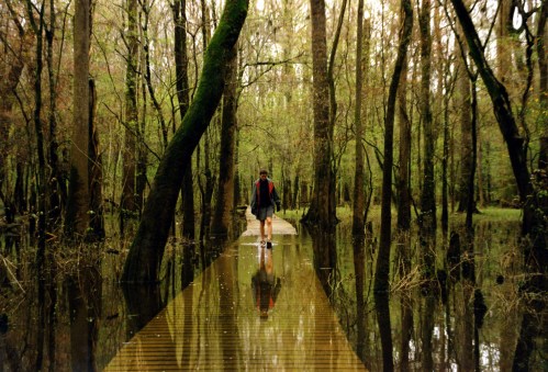 A person walks on a wooden path through a flooded forest, surrounded by tall trees and reflections in the water.