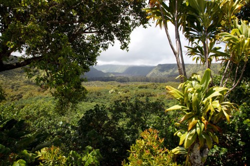 Lush green valley framed by trees, with distant mountains under a cloudy sky.