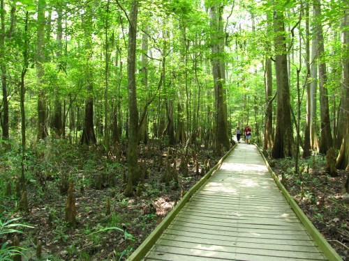 A wooden boardwalk winds through a lush green forest with tall trees and a serene atmosphere.