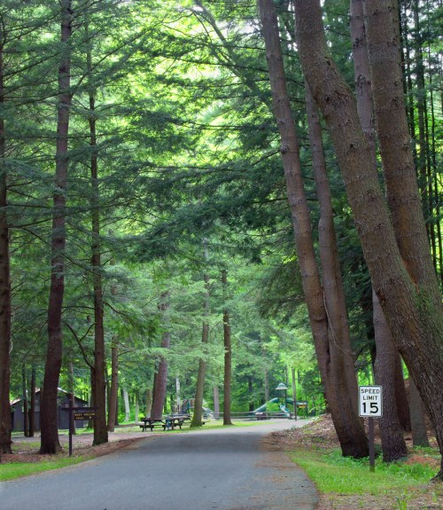 A serene pathway lined with tall trees, leading to picnic tables and a speed limit sign in a lush green park.