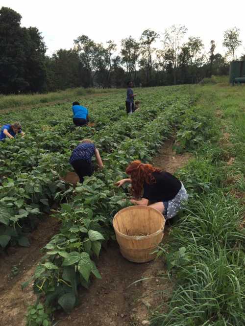 People harvesting beans in a lush green field, with baskets beside them and trees in the background.