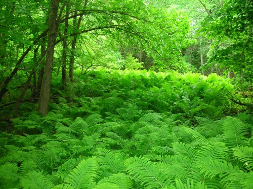 Lush green ferns blanket the forest floor, surrounded by trees and dappled sunlight filtering through the leaves.