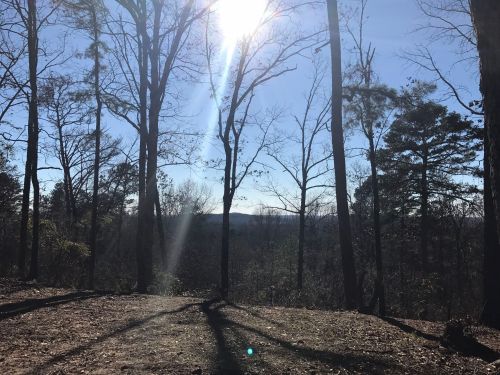 Sunlight filters through bare trees, illuminating a serene landscape with distant hills under a clear blue sky.