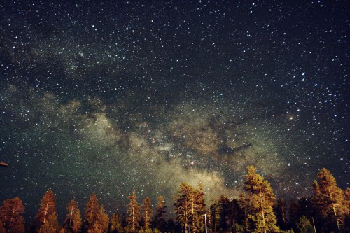 A starry night sky filled with the Milky Way, above a silhouette of tall trees.