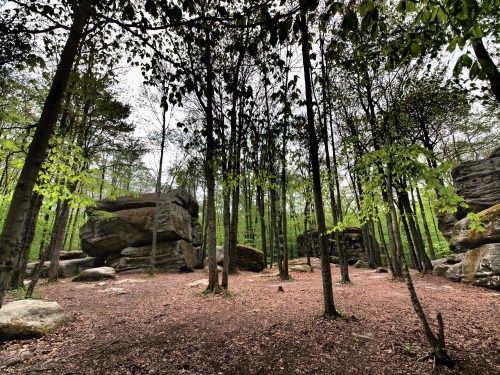 A serene forest scene with tall trees, scattered rocks, and a carpet of fallen leaves under a cloudy sky.