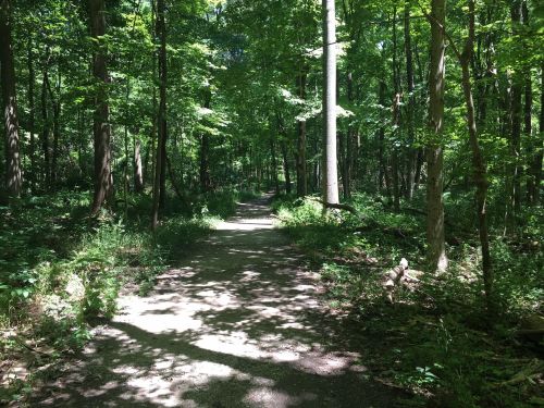 A sunlit path winding through a lush green forest with tall trees and dense foliage on either side.
