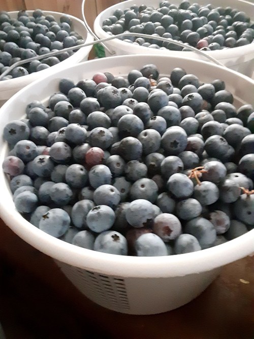 Three white baskets filled to the brim with fresh, plump blueberries.