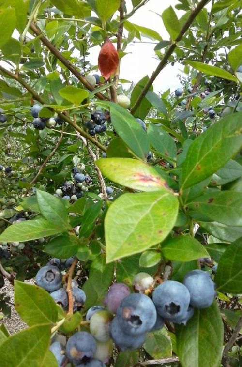 A close-up of blueberry bushes with ripe blue berries and green leaves, showcasing a mix of colors and textures.