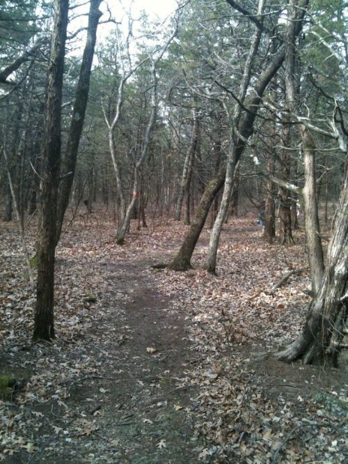 A wooded path winding through a forest with bare trees and scattered leaves on the ground.