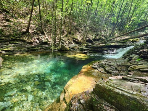 A serene forest scene featuring a clear, turquoise pool surrounded by rocks and lush green trees.