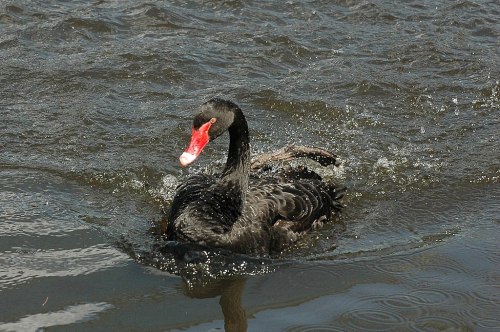 A black swan glides across a rippling body of water, creating small splashes around it.