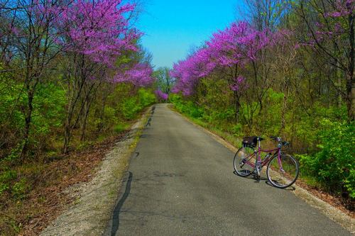 A bike rests on a paved path lined with vibrant pink flowering trees under a clear blue sky.