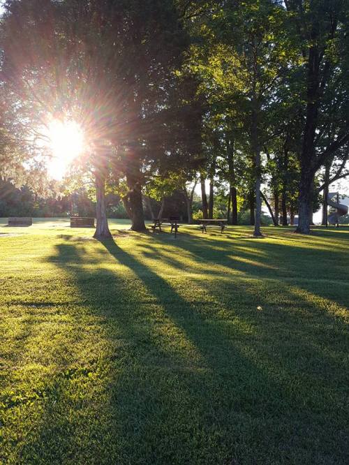 Sunlight filters through trees, casting long shadows on a grassy park area, creating a serene outdoor scene.
