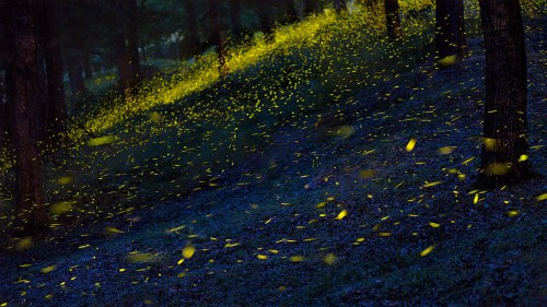 A dark forest scene illuminated by glowing fireflies, creating a magical, ethereal atmosphere.