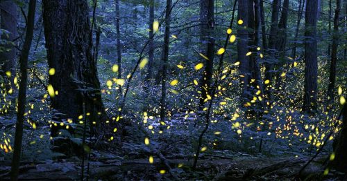 A serene forest scene illuminated by glowing fireflies, creating a magical atmosphere among the trees at dusk.