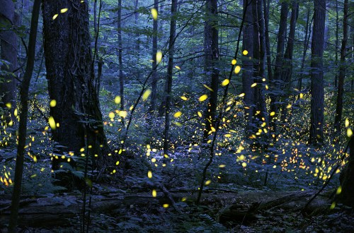 A serene forest scene illuminated by glowing fireflies, creating a magical atmosphere among the trees at dusk.