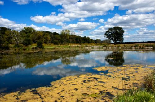 A serene landscape featuring a calm lake reflecting clouds and trees, with green vegetation along the shore.