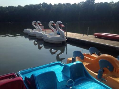 Four swan-shaped paddle boats lined up at a dock on a calm lake, with colorful boats in the foreground.