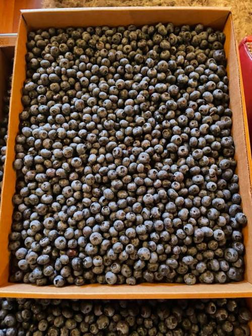 A wooden box filled with a large quantity of fresh blueberries.