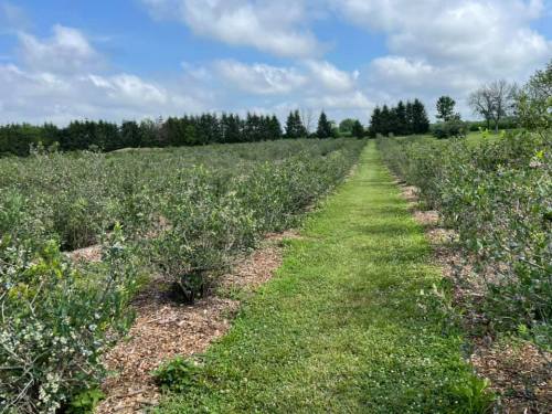 A lush field of blueberry bushes stretches into the distance under a partly cloudy sky.