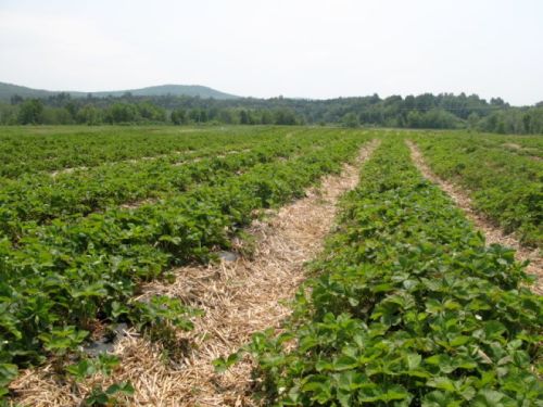 A lush strawberry field stretches into the distance, bordered by green hills under a clear sky.