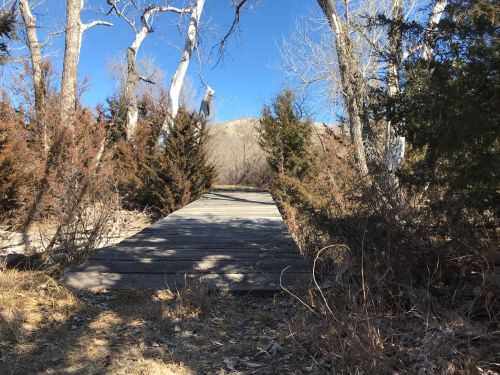 A wooden bridge leads through a wooded area with sparse trees and a clear blue sky in the background.