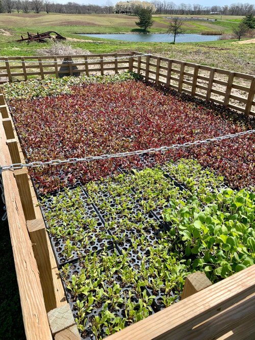 A wooden garden bed filled with vibrant red and green seedlings, set against a rural landscape with a pond in the background.