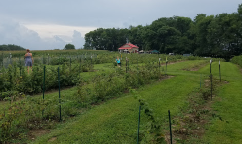 A scenic farm with rows of plants, people picking berries, and a red-roofed building in the background under a cloudy sky.