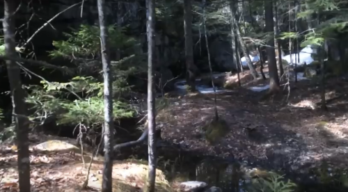 A serene forest scene with trees, a rocky area, and a small stream running through the underbrush.