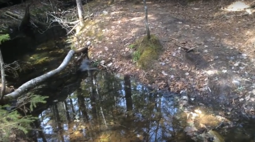 A serene forest scene featuring a small stream reflecting trees and scattered leaves on the ground.