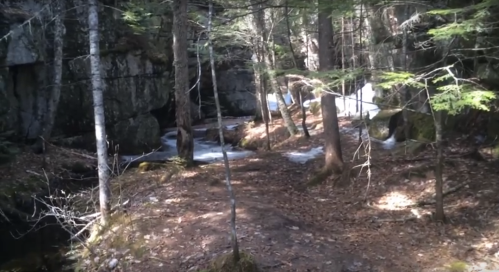 A serene forest scene with trees, a rocky landscape, and a small stream flowing through the underbrush.