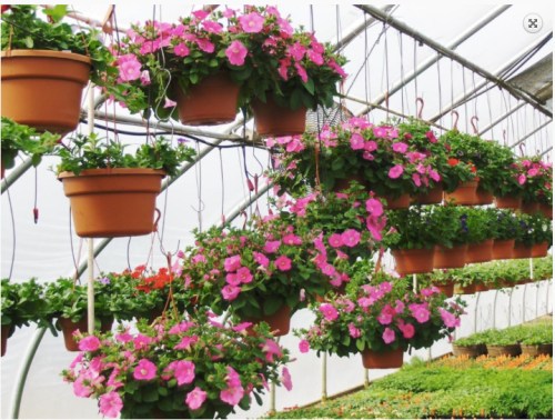 Hanging pots of vibrant pink flowers in a greenhouse, surrounded by lush greenery.