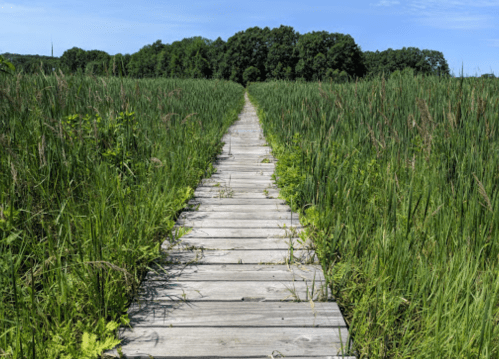 A wooden boardwalk leads through tall grass towards a tree line under a clear blue sky.