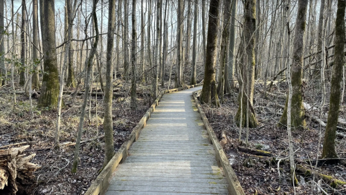 A wooden boardwalk winding through a sparse, leafless forest with tall trees and scattered fallen branches.