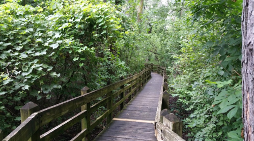 A wooden pathway winds through lush green foliage in a serene forest setting.