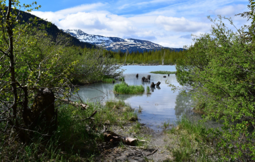 A serene landscape featuring a calm lake surrounded by lush greenery and mountains in the background under a blue sky.