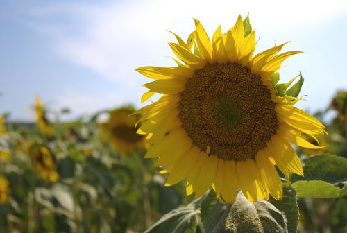 A close-up of a vibrant sunflower against a blue sky, surrounded by a field of sunflowers.