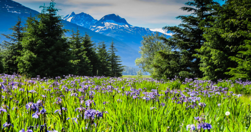 A vibrant field of purple flowers in front of lush green trees and majestic snow-capped mountains under a clear sky.