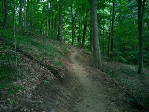 A winding dirt path through a lush green forest with tall trees and scattered leaves on the ground.