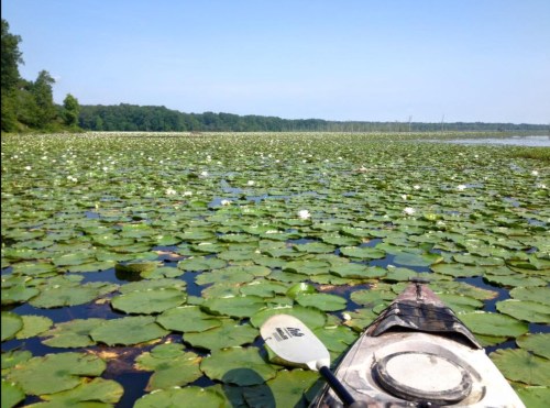 A kayak on a serene lake covered with lily pads and white flowers under a clear blue sky.