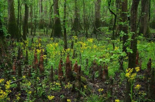 A lush green forest with cypress knees and yellow wildflowers scattered across the damp ground.