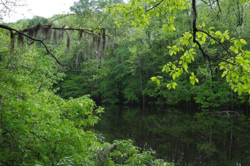 Lush green trees and moss hang over a calm, reflective pond surrounded by dense foliage.