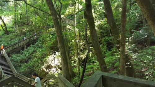 A lush green forest with wooden stairs winding through trees and ferns, sunlight filtering through the leaves.