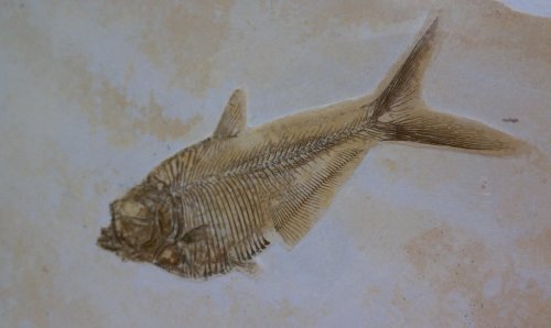 Fossilized fish with detailed skeletal structure, set against a light-colored background.