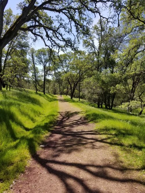 A sunlit dirt path winds through a lush green landscape with trees on either side.