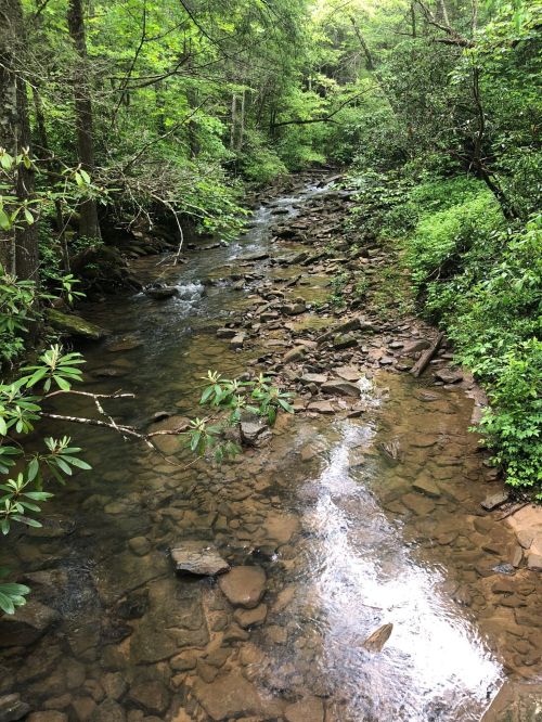 A serene stream flows through a lush green forest, with rocks visible beneath the clear water.